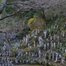 奥秩父の寺 高谷山金昌寺04