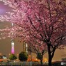 オオカン夜桜～ⅵ