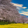 桜と菜の花～藤原京