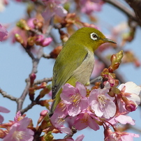 桜メジロNo,.2