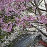 神社の桜１