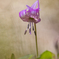カタクリの花　⑤　220325 