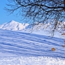 弥生来たる～木立の影が長く伸びる雪原を行く