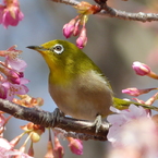 春の里山で2(河津桜とメジロ2)