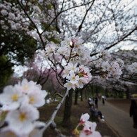 北の丸公園