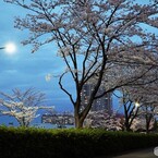 桜通り夜桜