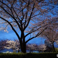 桜通り夜桜～ⅱ