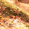 木漏れ日の中の落ち葉