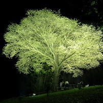 月光桜なう