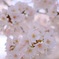 SAKURA②