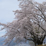 丘の上の桜