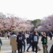 上野公園の桜