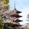 上野公園の桜