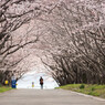 海に続く桜道Ⅱ