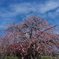 不動寺の枝垂れ桜