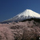 富士と桜 -2