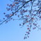 春の空と桜と