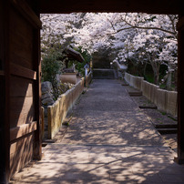 門を抜けるとそこは桜の道