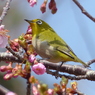 春の里山で5(河津桜とメジロ3)