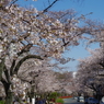 桜の播磨坂