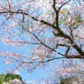 夏日の桜