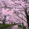 宝塚花の道の桜