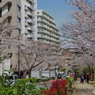 桜の播磨坂3