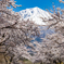 桜と富士山