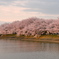 唐古池の桜