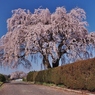 三春滝桜の子孫