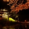 高田城 夜桜