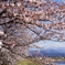満開の桜＆立山連峰