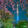 「満開の八重桜と東京スカイツリー」