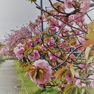 八重桜1