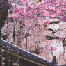 金仙寺の桜
