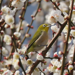 メジロと梅の花