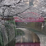 目黒川の桜