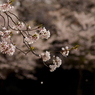 写真句：桜：16：さくら公園７