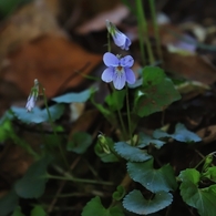 ひっそりと咲く花