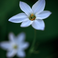 カラーの花(8)