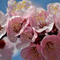 春の花　あんず