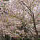 コンデジで桜3