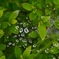 新緑と蜘蛛の巣の水滴