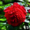 庭に咲いたバラの花 22-272