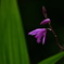 路傍に咲く紫蘭（シラン）２