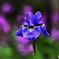 紫蘭の花に囲まれてアヤメの花一輪 22-279 