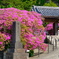 鎌倉 安養院