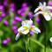 白アヤメと紫蘭の花 22-291 