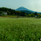 そば畑と富士山