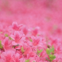 花から野へ